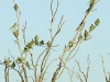 birds-059