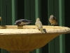 birds-068