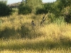 birds-117