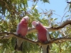 birds-things-008