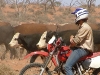 cattle-work-012
