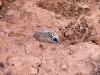 dunnarts-003