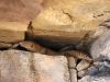 gidgee-skink-3