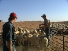 lamb-marking-011