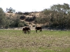 richardsons-nitre-bush-cl