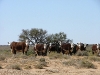 richardsons-nitre-bush005