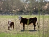 richardsons-nitre-bush014