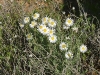 sandhill-flowers-007