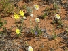 sandhill-flowers-009