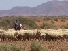 sheep-011
