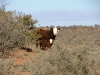 sheep-cattle-021