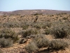 sheep-cattle-030