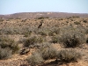 sheep-cattle-031